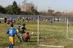 C-Elephants  0038_resize
